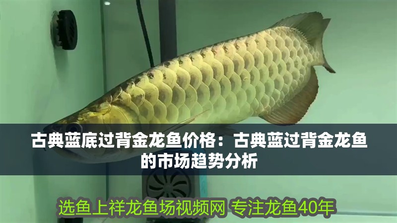 古典藍(lán)底過背金龍魚價格：古典藍(lán)過背金龍魚的市場趨勢分析