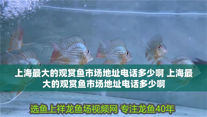 上海最大的觀賞魚市場地址電話多少啊 上海最大的觀賞魚市場地址電話多少啊