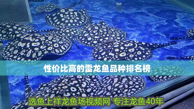 性價比高的雷龍魚品種排名榜