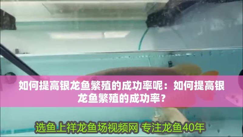 如何提高銀龍魚繁殖的成功率呢：如何提高銀龍魚繁殖的成功率？