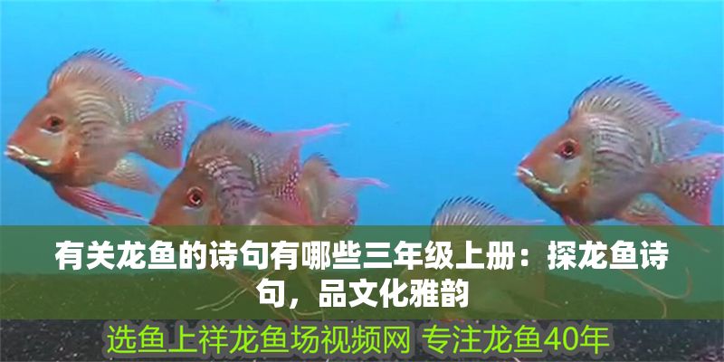 有關(guān)龍魚的詩句有哪些三年級上冊：探龍魚詩句，品文化雅韻