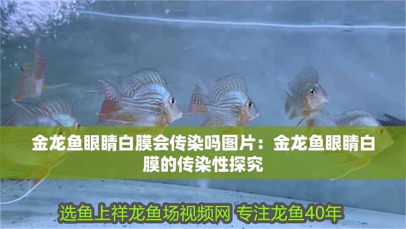 金龍魚眼睛白膜會(huì)傳染嗎圖片：金龍魚眼睛白膜的傳染性探究