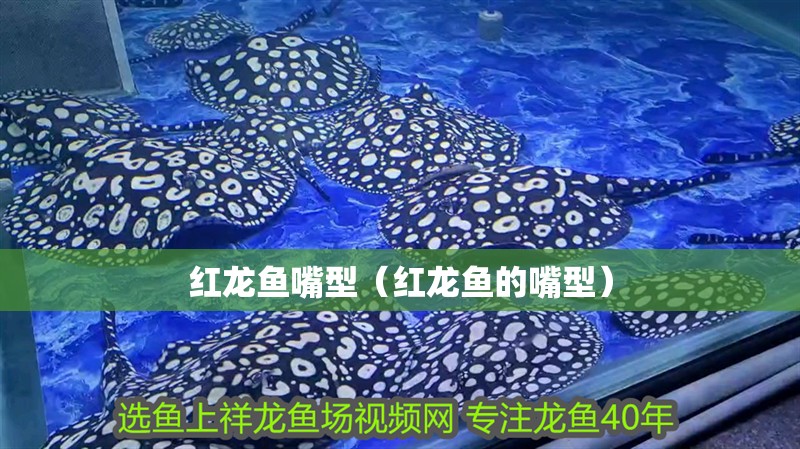 紅龍魚嘴型（紅龍魚的嘴型）