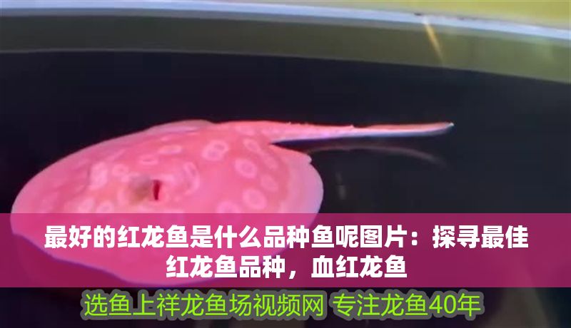 最好的紅龍魚是什么品種魚呢圖片：探尋最佳紅龍魚品種，血紅龍魚