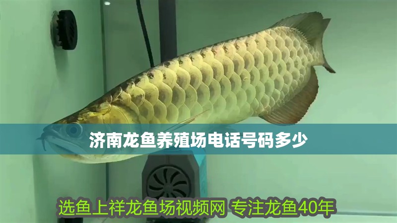 濟南龍魚養(yǎng)殖場電話號碼多少