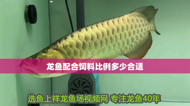 龍魚配合飼料比例多少合適