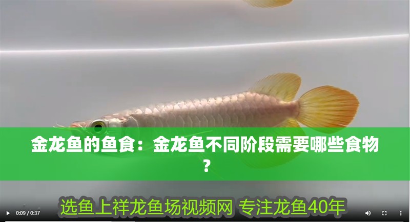金龍魚的魚食：金龍魚不同階段需要哪些食物？