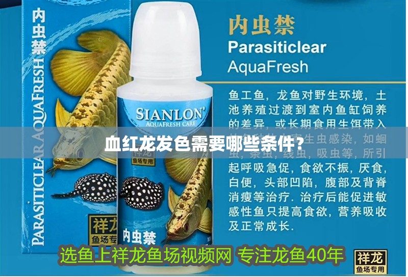 血紅龍發(fā)色需要哪些條件？