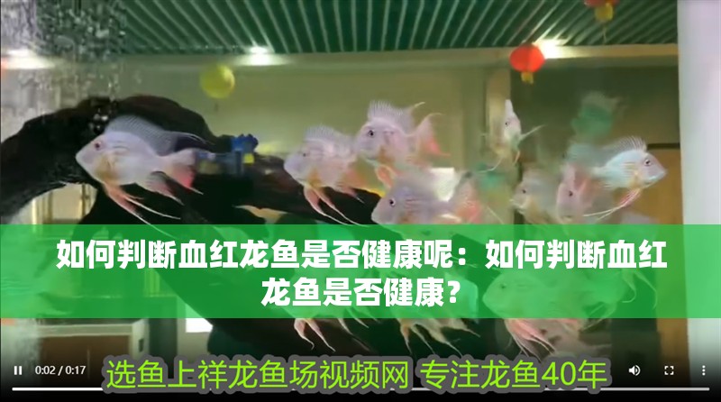 如何判斷血紅龍魚是否健康呢：如何判斷血紅龍魚是否健康？