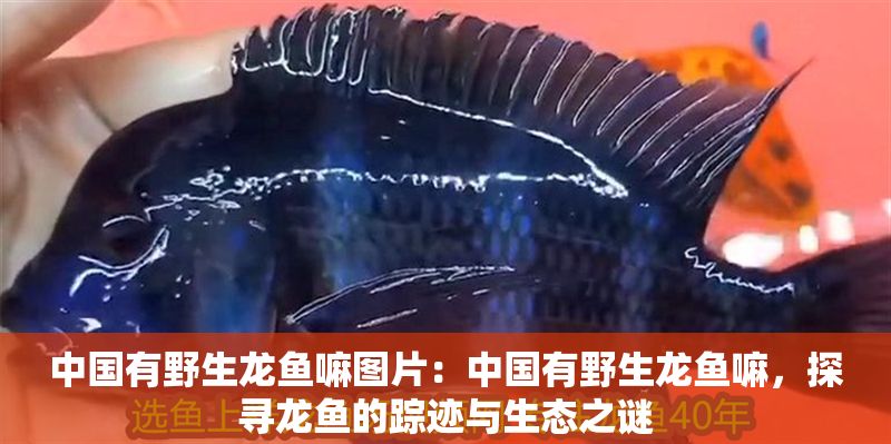 中國有野生龍魚嘛圖片：中國有野生龍魚嘛，探尋龍魚的蹤跡與生態之謎