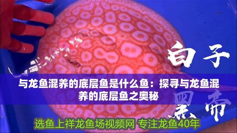 與龍魚混養的底層魚是什么魚：探尋與龍魚混養的底層魚之奧秘