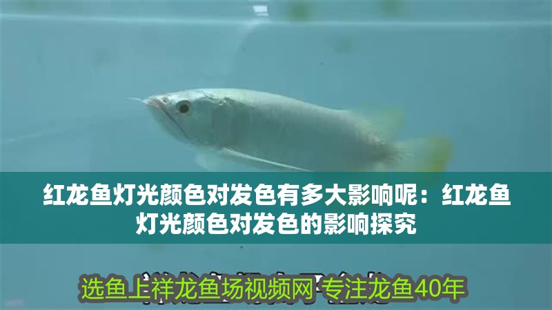 紅龍魚燈光顏色對發(fā)色有多大影響呢：紅龍魚燈光顏色對發(fā)色的影響探究