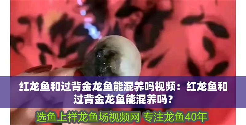 紅龍魚和過背金龍魚能混養嗎視頻：紅龍魚和過背金龍魚能混養嗎？