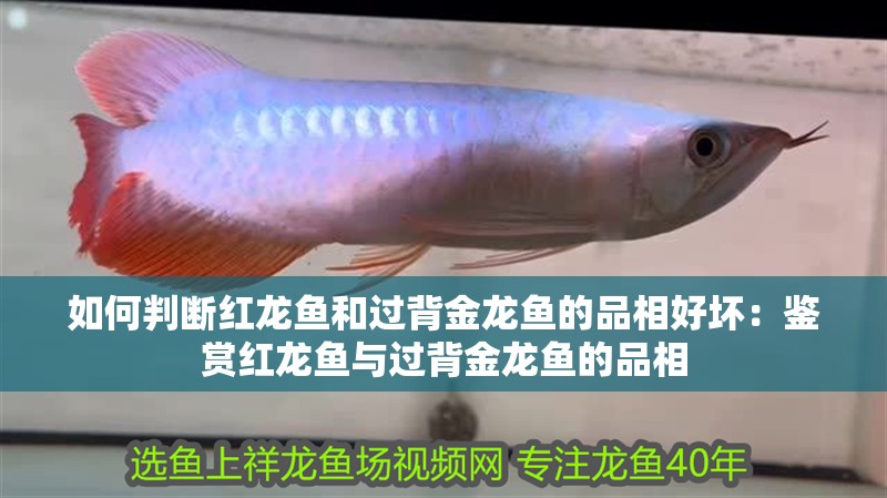 如何判斷紅龍魚和過背金龍魚的品相好壞：鑒賞紅龍魚與過背金龍魚的品相