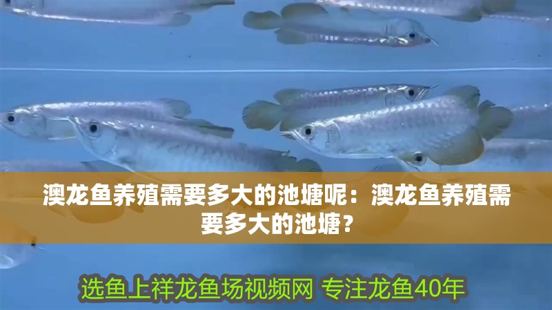 澳龍魚養殖需要多大的池塘呢：澳龍魚養殖需要多大的池塘？