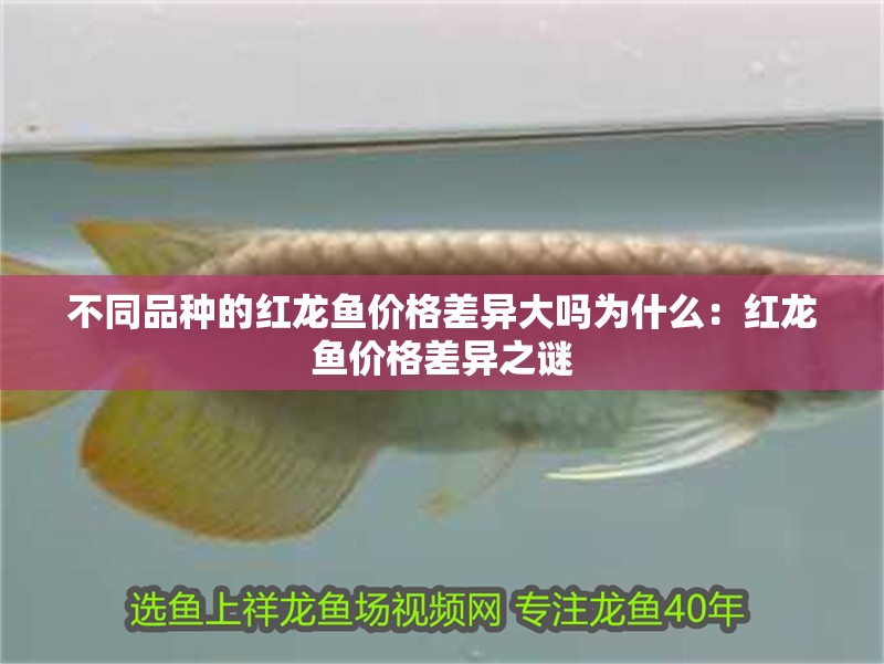 不同品種的紅龍魚價格差異大嗎為什么：紅龍魚價格差異之謎