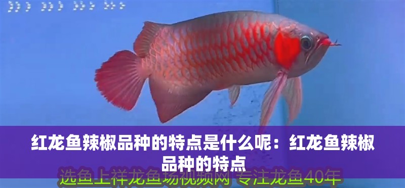 紅龍魚辣椒品種的特點是什么呢：紅龍魚辣椒品種的特點