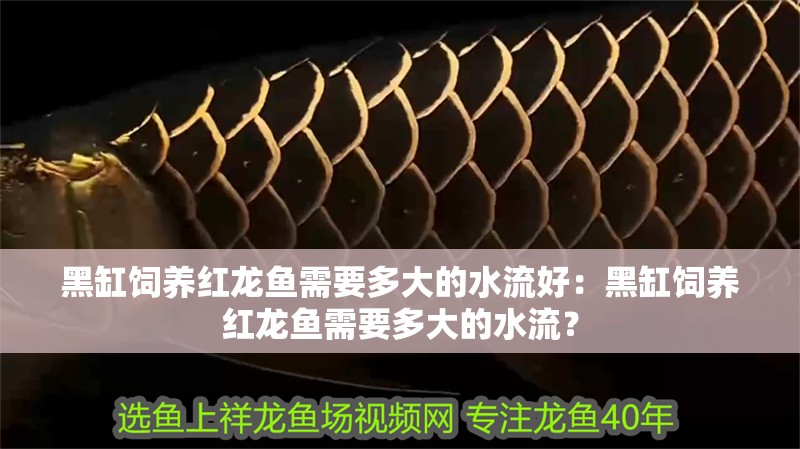 黑缸飼養(yǎng)紅龍魚需要多大的水流好：黑缸飼養(yǎng)紅龍魚需要多大的水流？