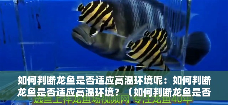 如何判斷龍魚是否適應高溫環境呢：如何判斷龍魚是否適應高溫環境？（如何判斷龍魚是否適應了高溫環境）