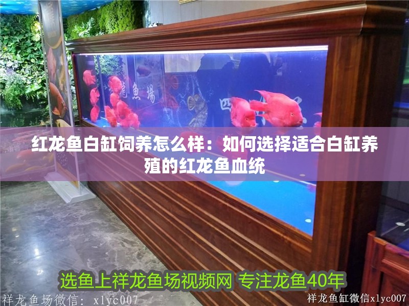 紅龍魚白缸飼養怎么樣：如何選擇適合白缸養殖的紅龍魚血統
