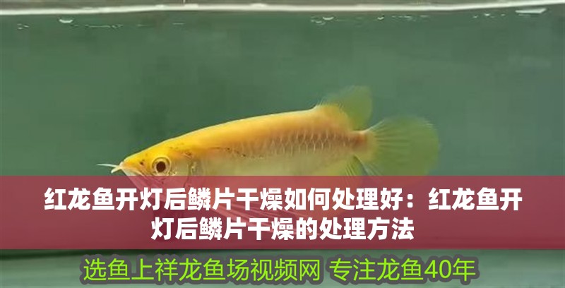 紅龍魚開燈后鱗片干燥如何處理好：紅龍魚開燈后鱗片干燥的處理方法