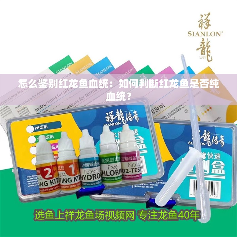 怎么鑒別紅龍魚血統(tǒng)：如何判斷紅龍魚是否純血統(tǒng)？