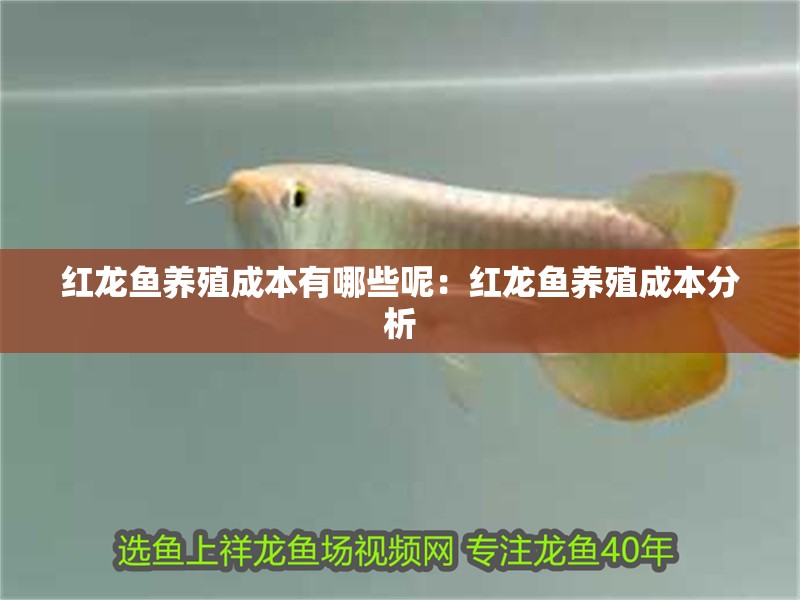 紅龍魚養殖成本有哪些呢：紅龍魚養殖成本分析