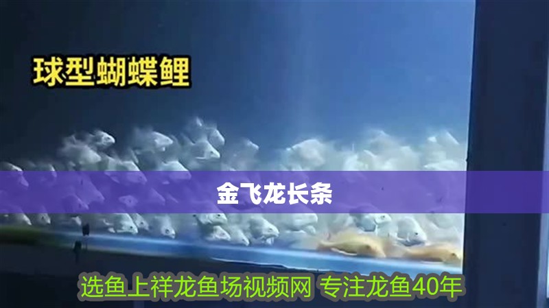 金飛龍長條