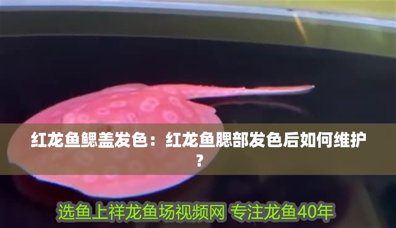紅龍魚鰓蓋發(fā)色：紅龍魚腮部發(fā)色后如何維護(hù)？