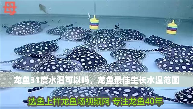 龍魚31度水溫可以嗎，龍魚最佳生長水溫范圍