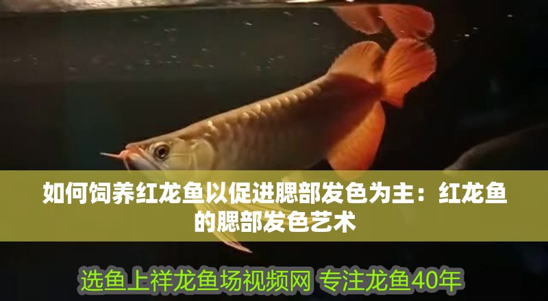 如何飼養紅龍魚以促進腮部發色為主：紅龍魚的腮部發色藝術