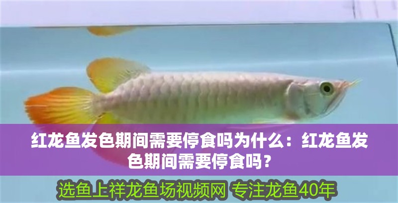 紅龍魚發色期間需要停食嗎為什么：紅龍魚發色期間需要停食嗎？