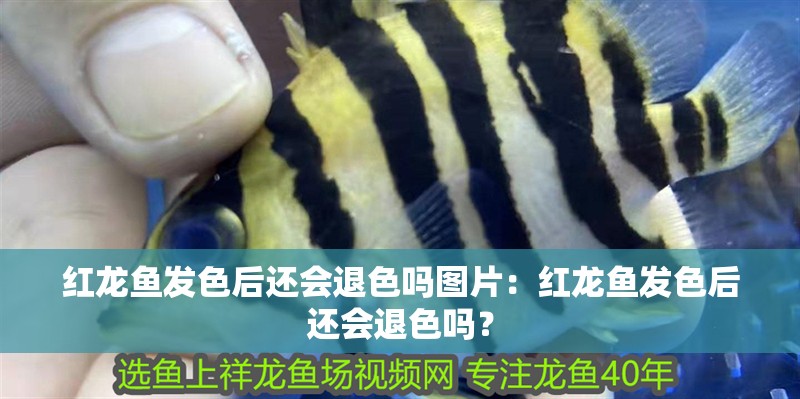 紅龍魚發(fā)色后還會(huì)退色嗎圖片：紅龍魚發(fā)色后還會(huì)退色嗎？