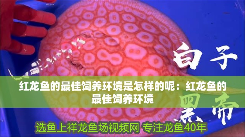 紅龍魚的最佳飼養(yǎng)環(huán)境是怎樣的呢：紅龍魚的最佳飼養(yǎng)環(huán)境