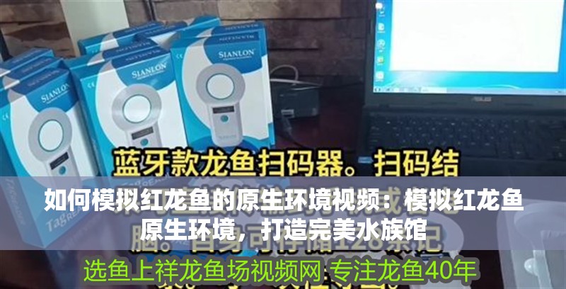 如何模擬紅龍魚的原生環境視頻：模擬紅龍魚原生環境，打造完美水族館
