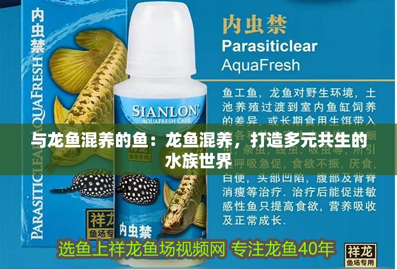 與龍魚混養的魚：龍魚混養，打造多元共生的水族世界