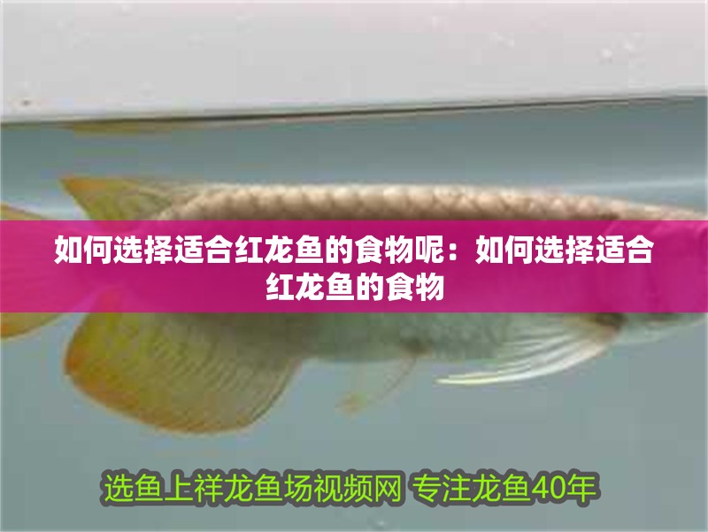 如何選擇適合紅龍魚的食物呢：如何選擇適合紅龍魚的食物