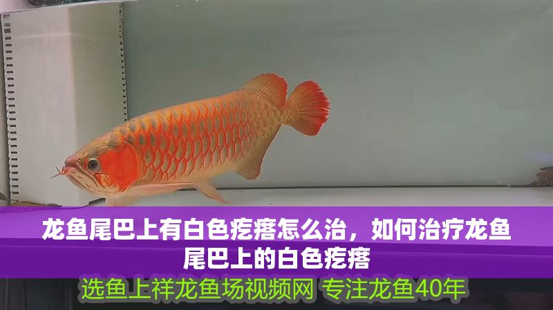 龍魚尾巴上有白色疙瘩怎么治，如何治療龍魚尾巴上的白色疙瘩