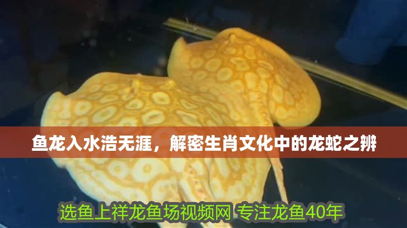 魚龍入水浩無涯，解密生肖文化中的龍蛇之辨