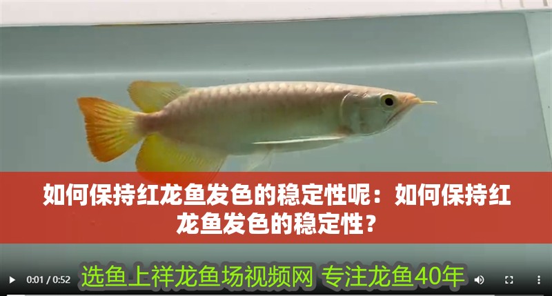 如何保持紅龍魚發(fā)色的穩(wěn)定性呢：如何保持紅龍魚發(fā)色的穩(wěn)定性？