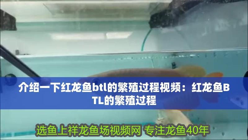 介紹一下紅龍魚btl的繁殖過程視頻：紅龍魚BTL的繁殖過程