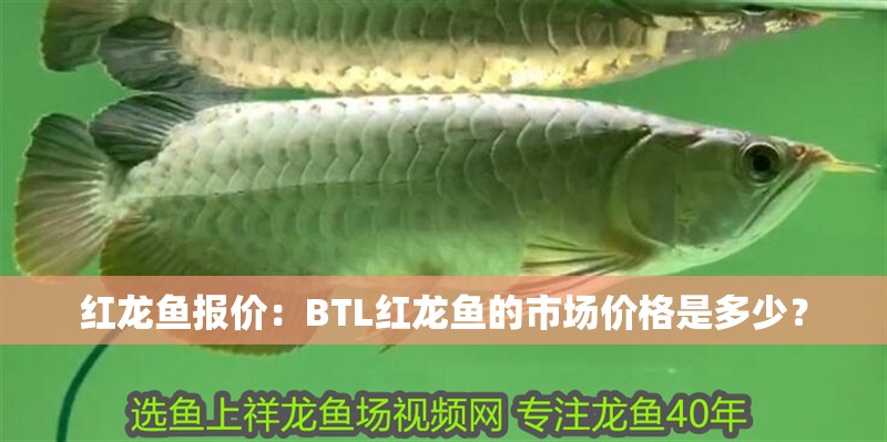 紅龍魚報價：BTL紅龍魚的市場價格是多少？