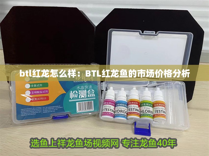 btl紅龍怎么樣：BTL紅龍魚的市場價格分析