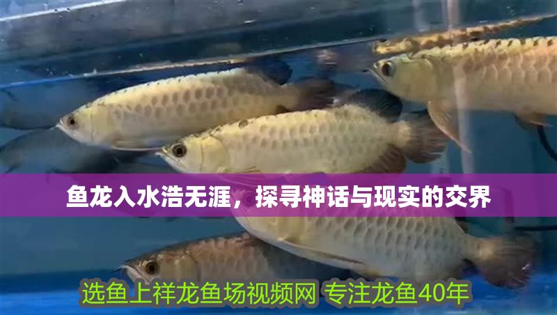 魚龍入水浩無涯，探尋神話與現實的交界