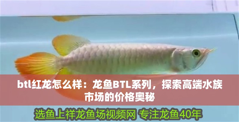 btl紅龍怎么樣：龍魚BTL系列，探索高端水族市場的價格奧秘