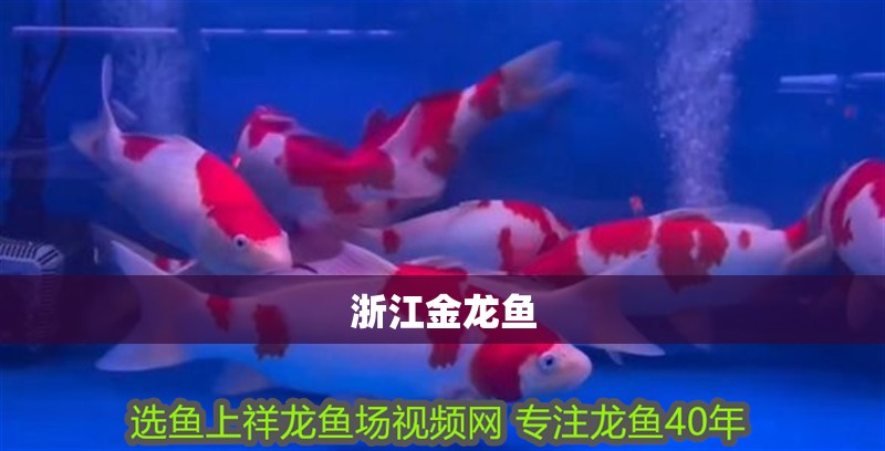 <strong><mark>浙江</mark></strong>金龍魚