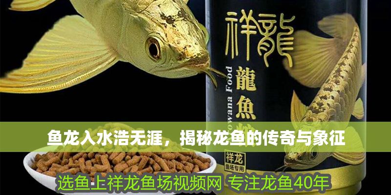 魚龍入水浩無涯，揭秘龍魚的傳奇與象征