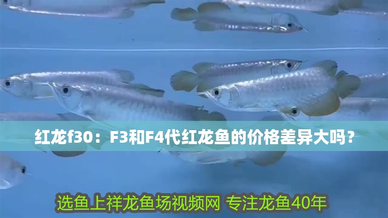 紅龍f30：F3和F4代紅龍魚的價格差異大嗎？