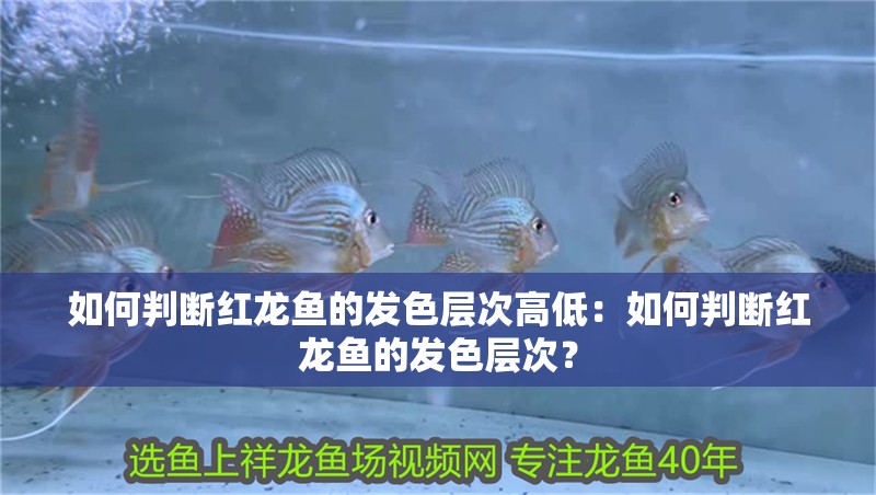 如何判斷紅龍魚的發(fā)色層次高低：如何判斷紅龍魚的發(fā)色層次？