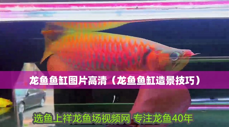龍魚魚缸圖片高清（龍魚魚缸造景技巧）